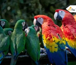 types of parrot