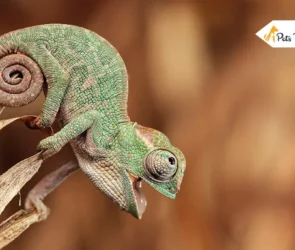 Baby Chameleons