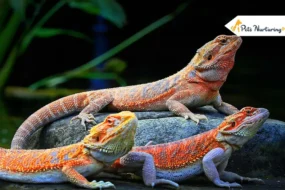Bearded Dragon Habitats