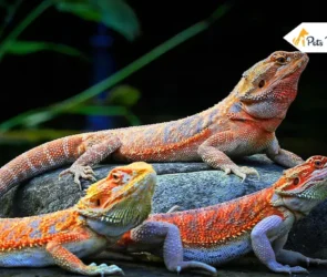 Bearded Dragon Habitats