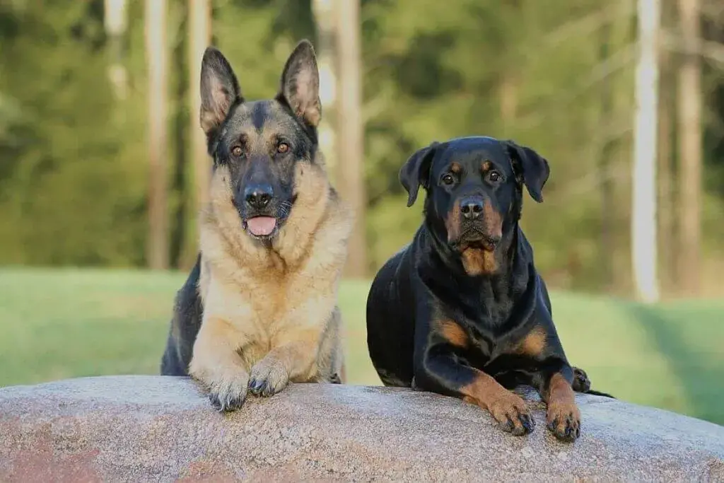 Best Guard Dogs