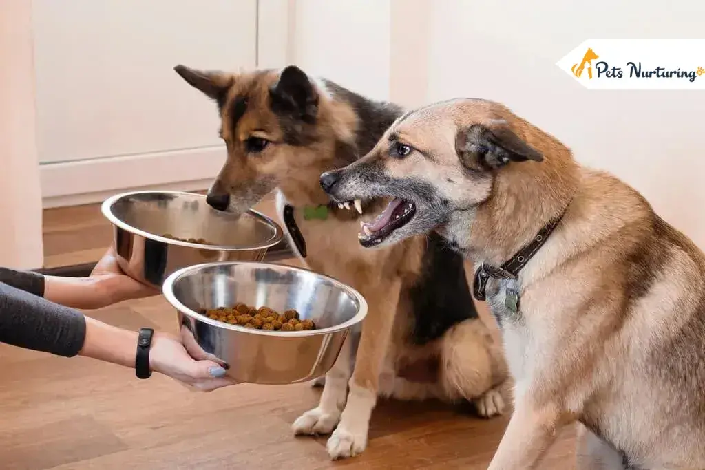 Dr. Marty Dog Foods