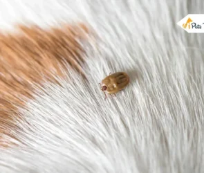 Dried Dead Tick on Dogs