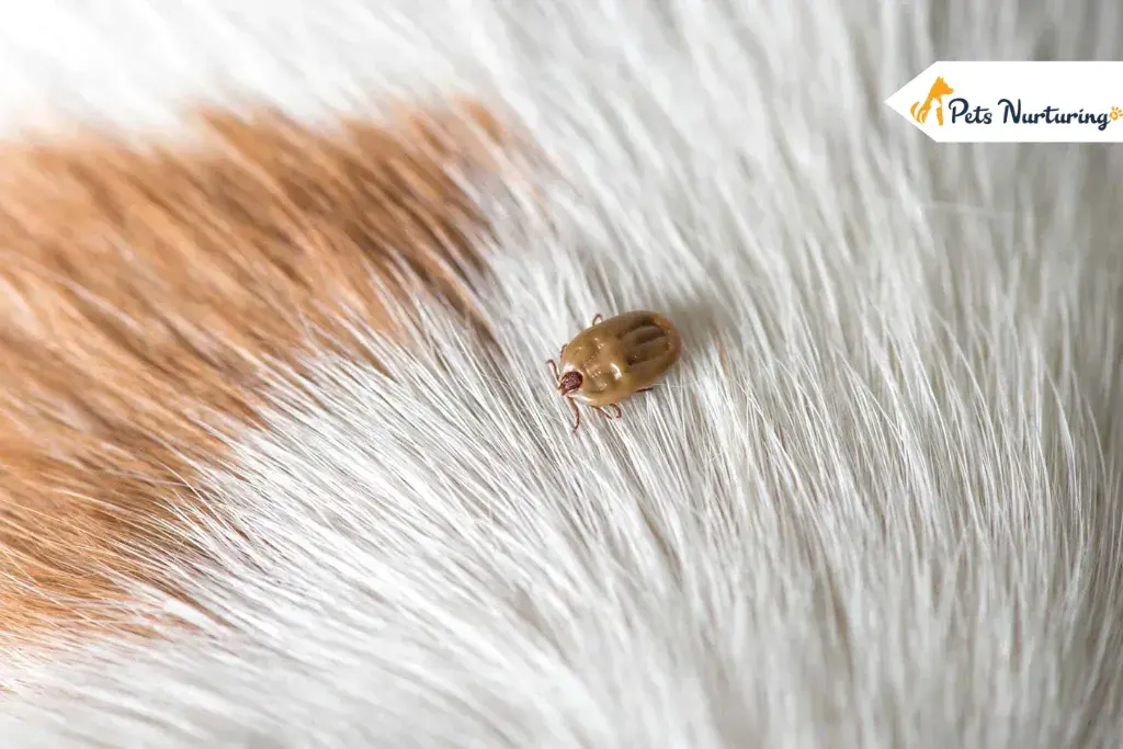 Dried Dead Tick on Dogs