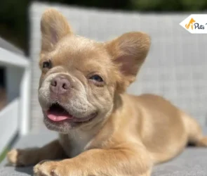 Fluffy Frenchie