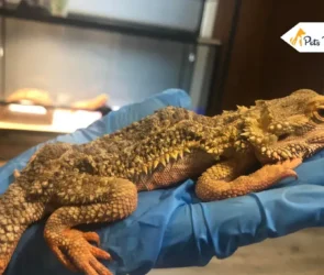 Full Grown Bearded Dragons
