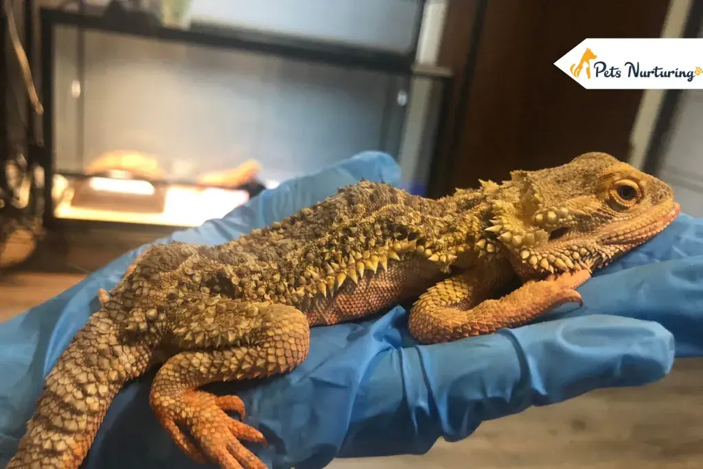 Full Grown Bearded Dragons