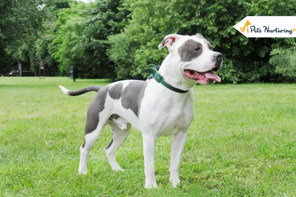 How To Groom An American Bully At Homes