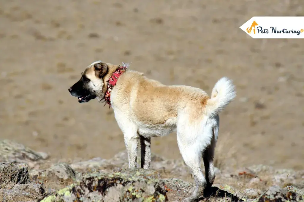 Kangal Dogs