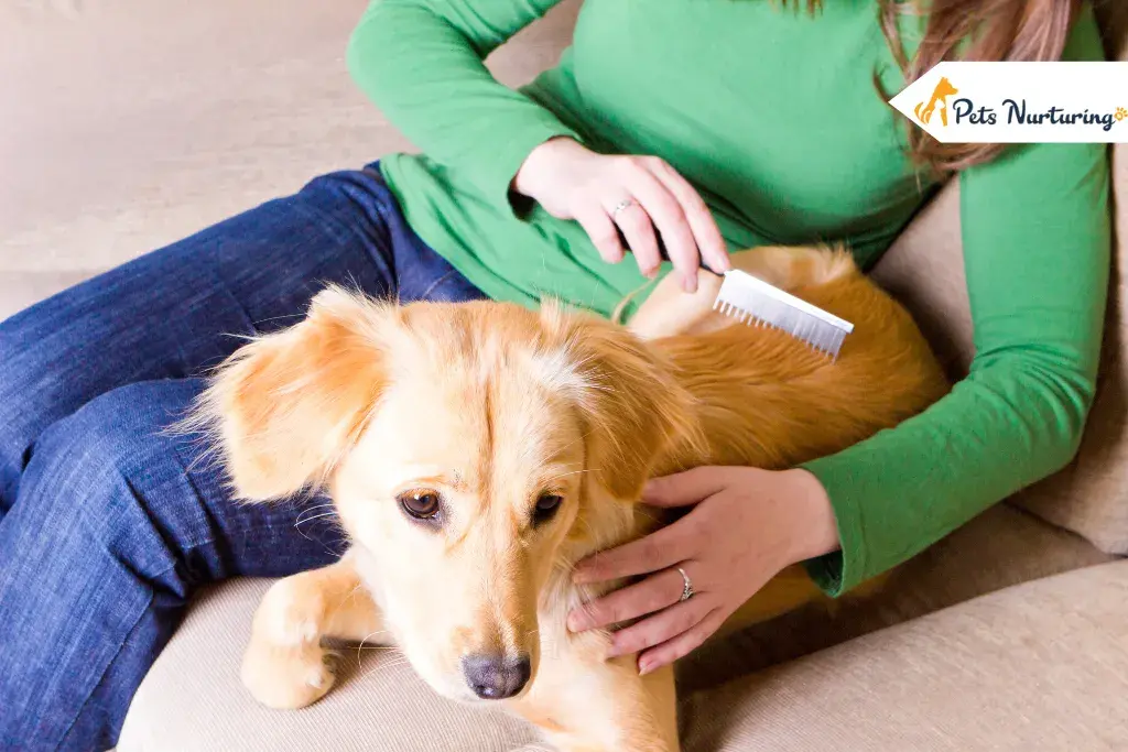 Keep Your Dog's Coats Healthy