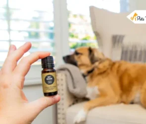 Peppermint Oil for Dog