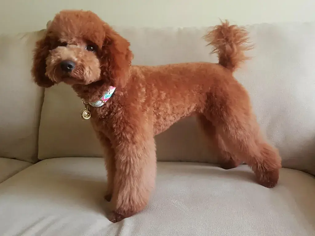 Poodle haircut