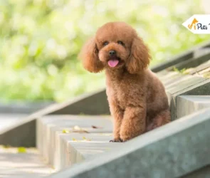 Poodle haircuts