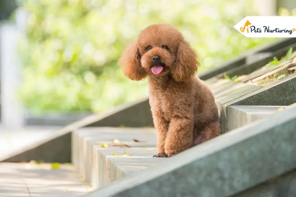 Poodle haircuts