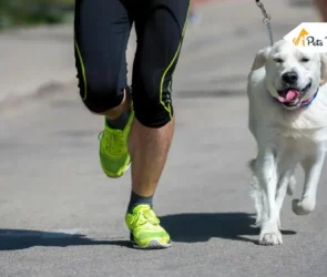 Running with Your Dogs