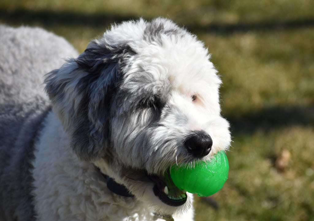 Sheepadoodle Dog Breed Exercise and Training 