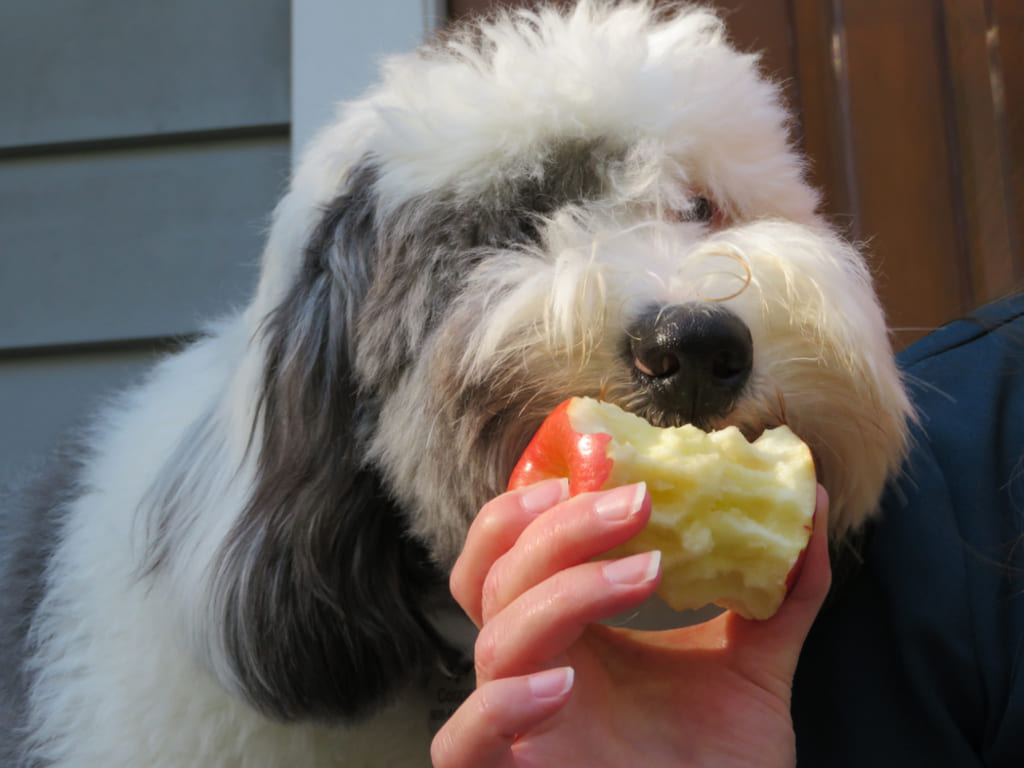 Requirement of Health and Nutrition for Sheepadoodle Dog 