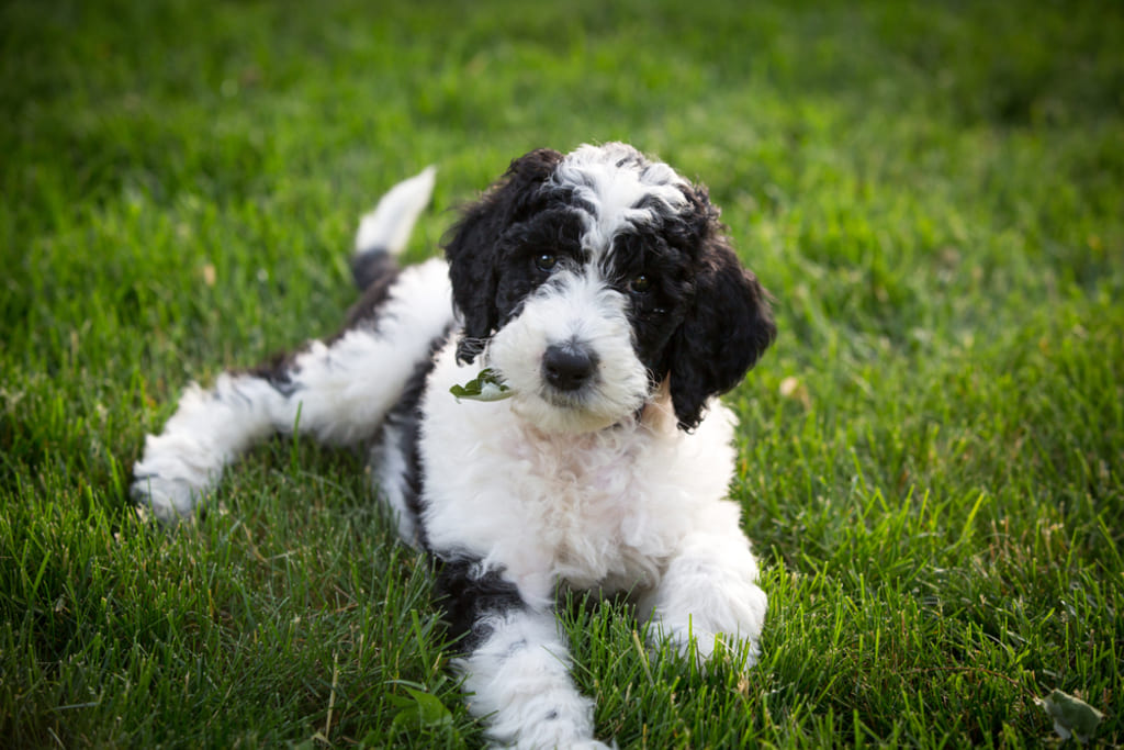 History of Sheepadoodle Dog