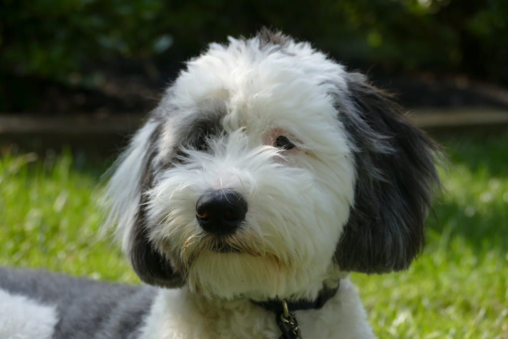 coat and color of Sheepadoodle dog Breed