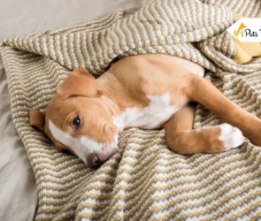 Signs That Your Pet Need More Exercise