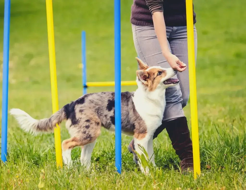 Things You Need to Know About Dog Training