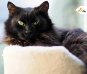 black maine Coon Cats Breed