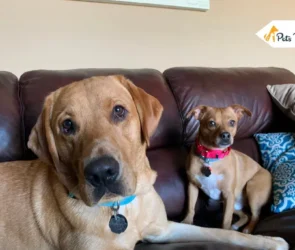 chiweenies
