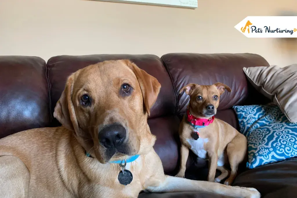 chiweenies