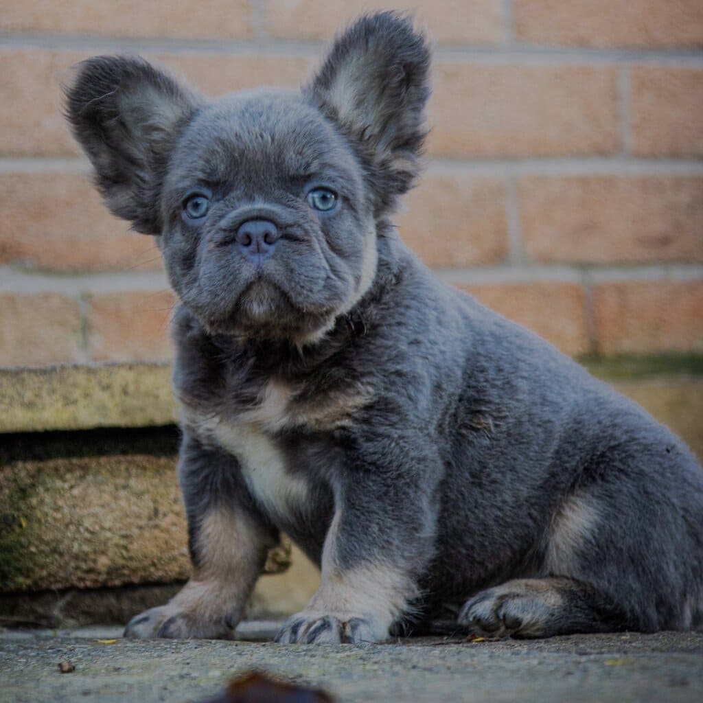 coat and color of fluffy frenchie