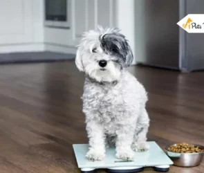 dogs weight charts