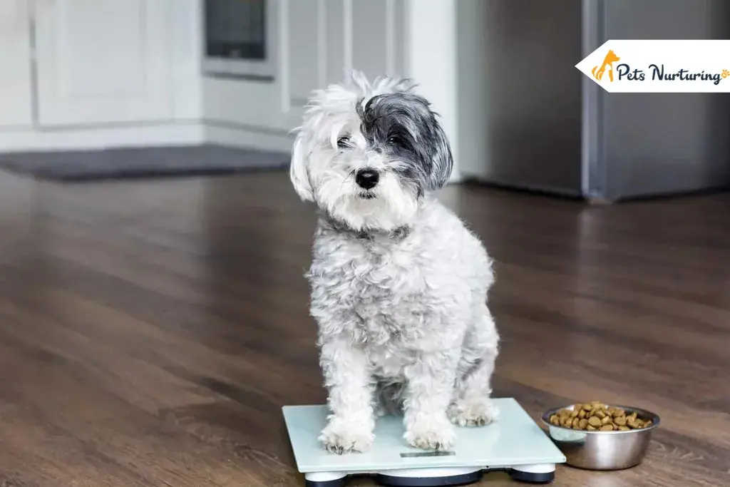 dogs weight charts