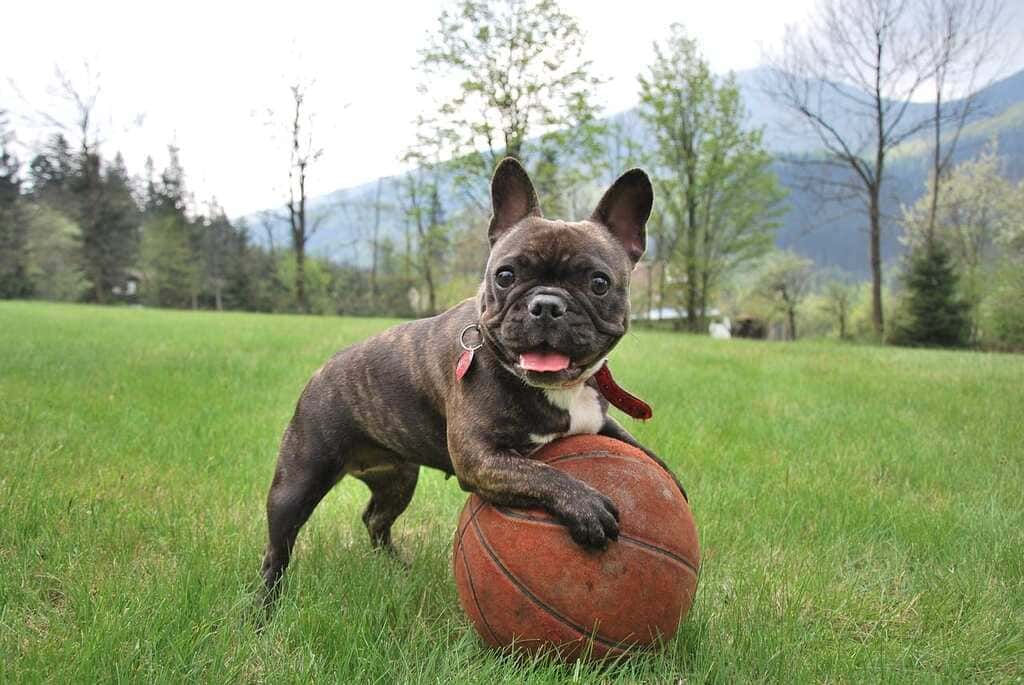 fluffy frenchie exercise and training