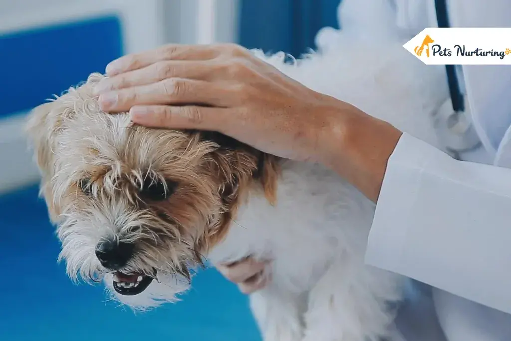 how often should i take my dog to the vets