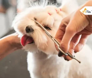 maltipoo haircut
