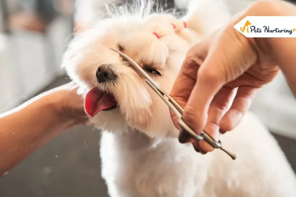 maltipoo haircut