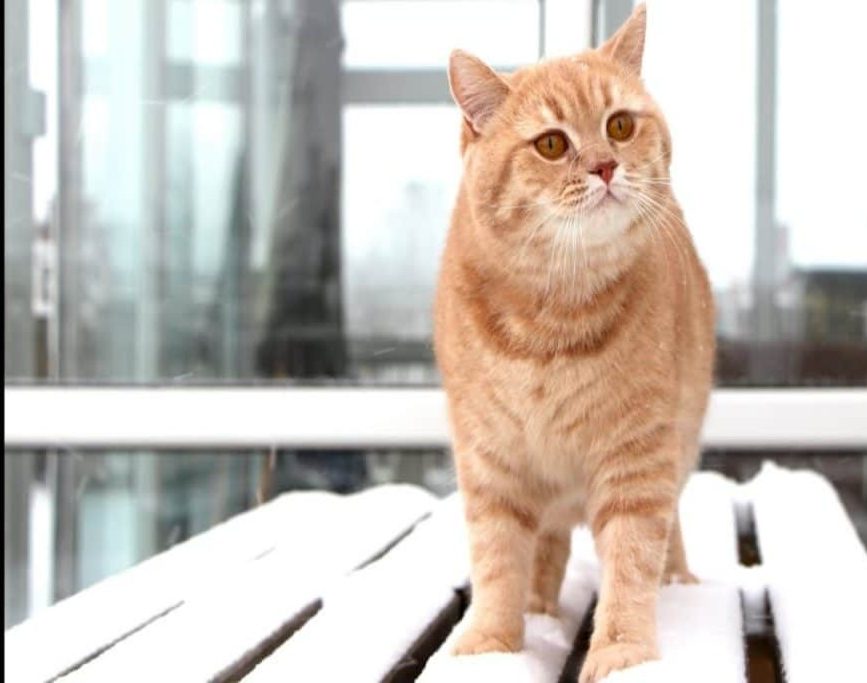 orange cat breed
