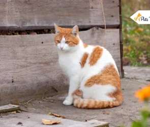 orange cat breeds