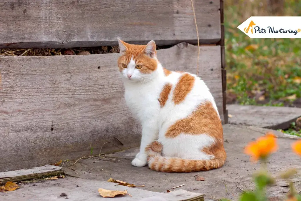 orange cat breeds