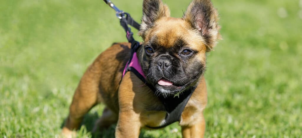 what is fluffy frenchie