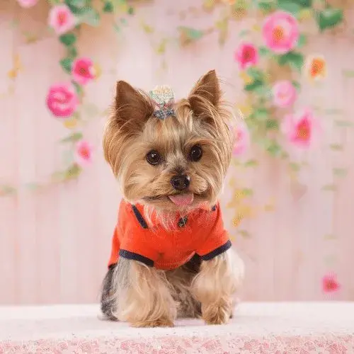 Appearance Of A Yorkie Teacup