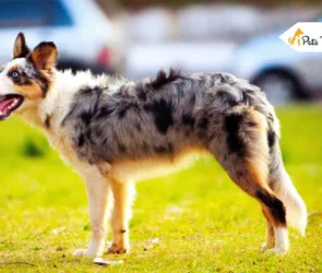 Blue Merle Australian Shepherds