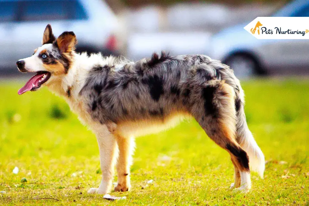Blue Merle Australian Shepherds
