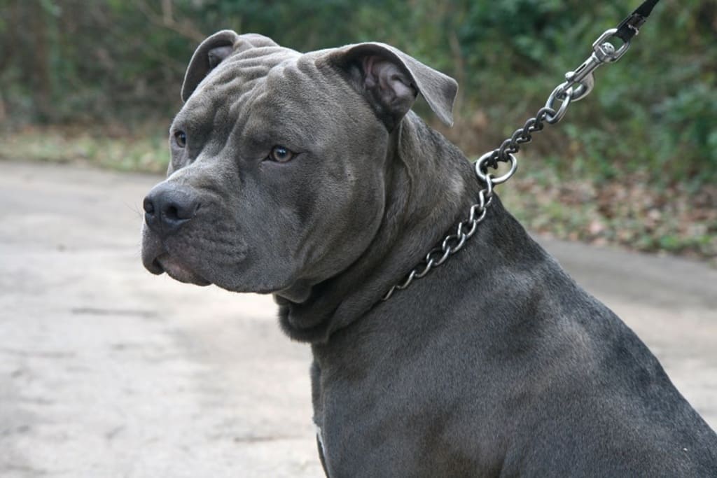 Blue Nose Pitbull