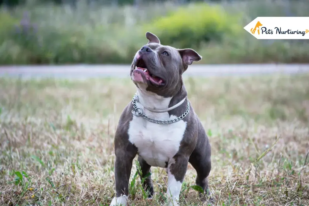 Blue Nose Pitbulls