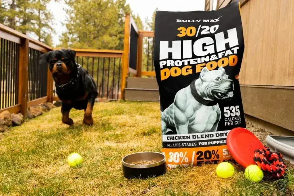 What Should Be the Right Quantity You Should Feed Your Dog?