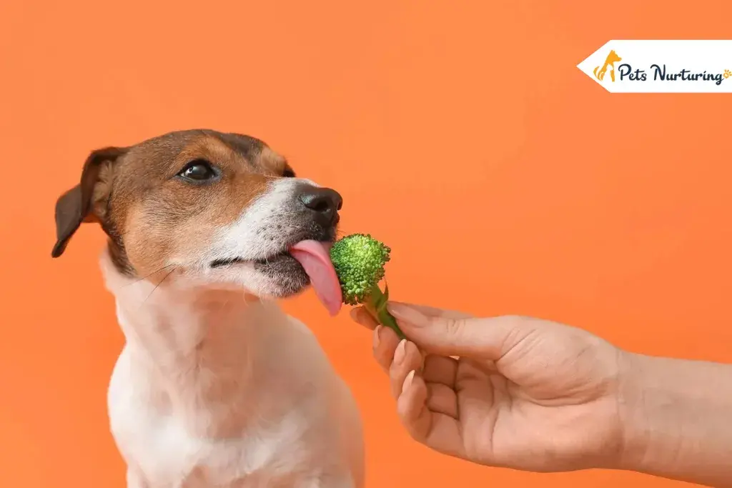 Can Dogs Eats Broccoli