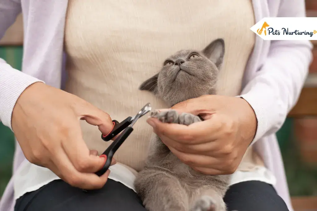 Cats Grooming at Home