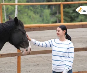 Communicating with Your Horses During Training