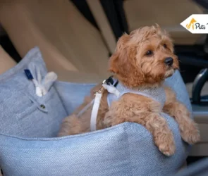 Dog Car Seat