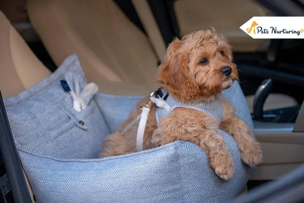 Dog Car Seat